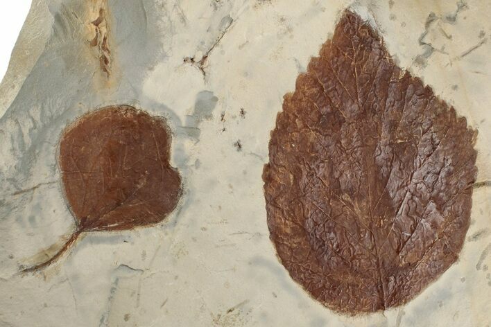 Two Fossil Leaves (Beringiaphyllum & Zizyphoides) - Montana #199553